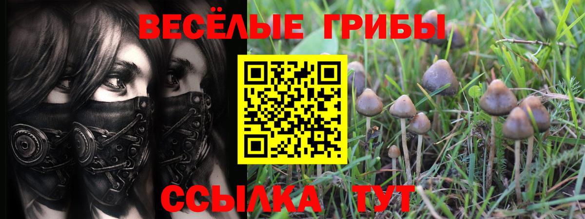 Балтийск  Псилоцибиновые грибы Cubensis  Вход с VPN 